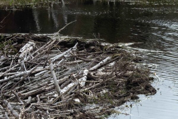 A Citizen Science Toolkit for the Re‑introduction of Beavers to Wales (2022–2023)